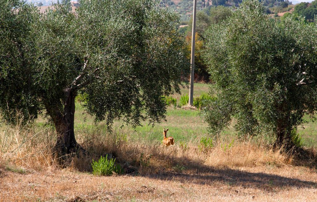 Agriturismo Prati Degli Orti มอนเตียโน ภายนอก รูปภาพ