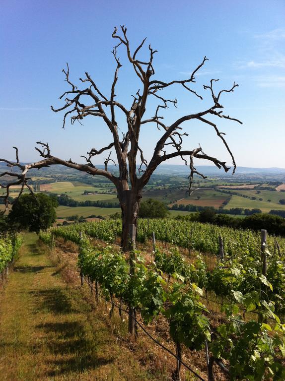 Agriturismo Prati Degli Orti มอนเตียโน ภายนอก รูปภาพ