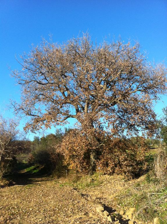Agriturismo Prati Degli Orti มอนเตียโน ภายนอก รูปภาพ
